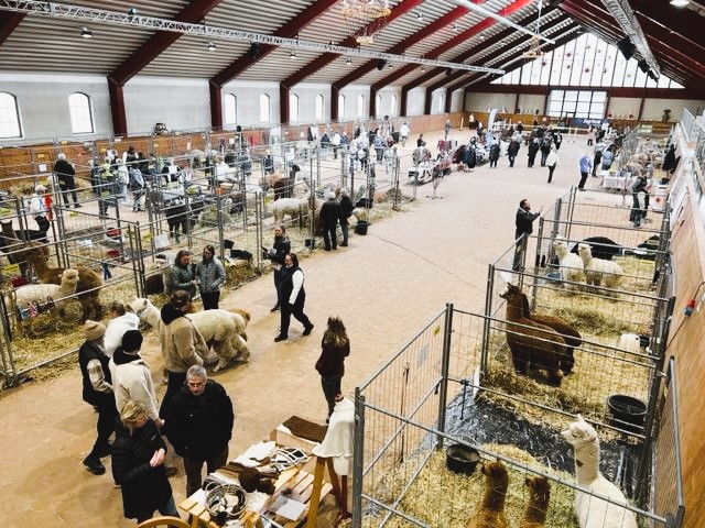 Alpackautställningar