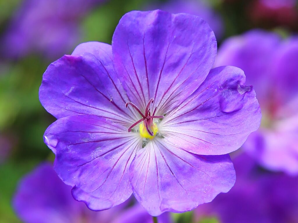 cranesbill-flower-blossom-blue-plant-53158-53158.jpg