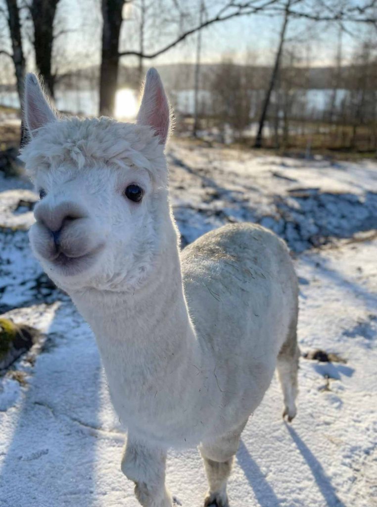 Alpackagård_Luna